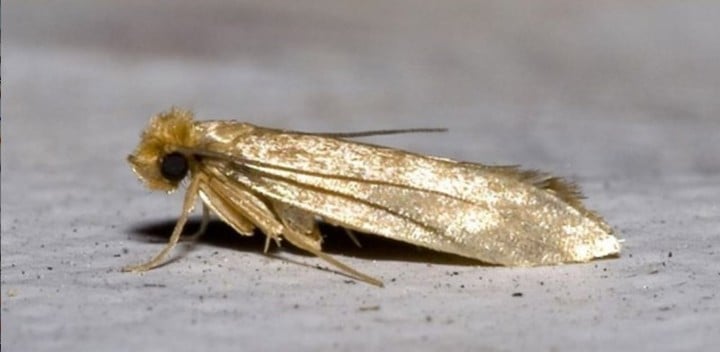 l extraño viaje de 1.200 kilómetros de las polillas hasta el Ártico (Europa Press). 