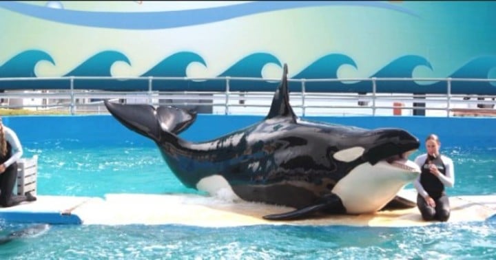 Lolita estaba confinada en una piscina de unos 18 metros de longitud y una profundidad máxima de 6,1 metros (Twitter).