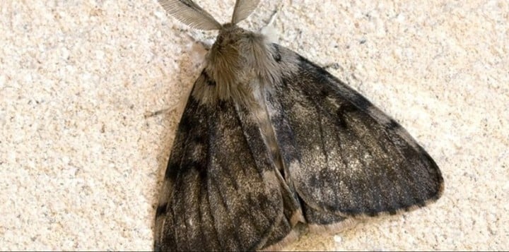 Las polillas que viven en árboles han sido descubiertas en una isla del Ártico de Siberia. 
