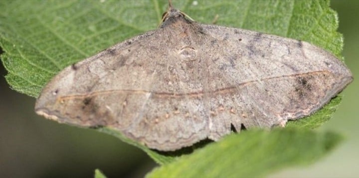 Las islas árticas serán colonizadas por insectos del bosque. 