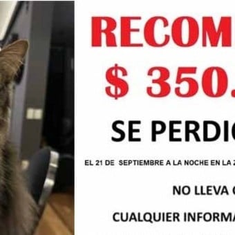 Un gato perdido, una recompensa de $ 350.000 y un final increíble