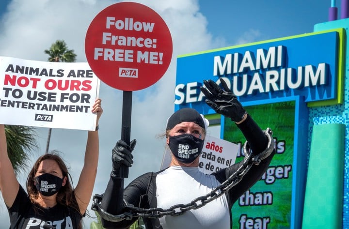 Durante años hubo marchas infructuosas para pedir la liberación de Lolita (EFE).