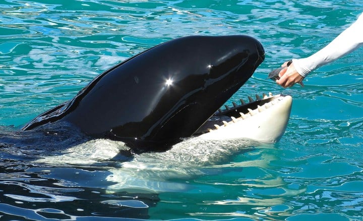 Los restos de Lolita descansarán en el mar, en el lugar donde viven en libertad su madre y sus hermanos (REUTERS).