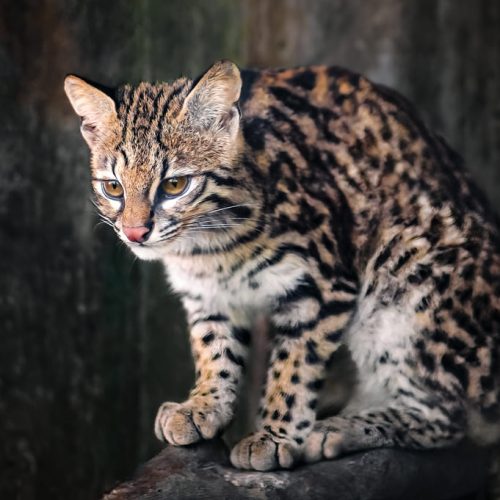 Felinos y biodiversidad: impacto en la economía local panameña