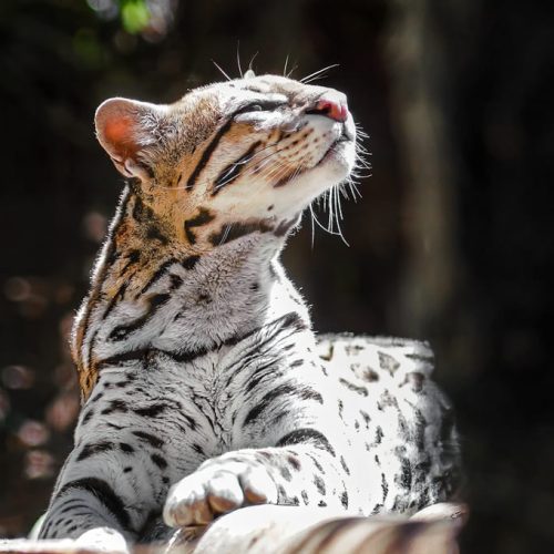 Turismo y conservación de felinos: visión de Max van Rijswijk
